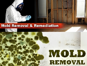 Mold Removal