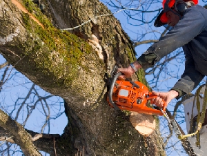 Tree Services